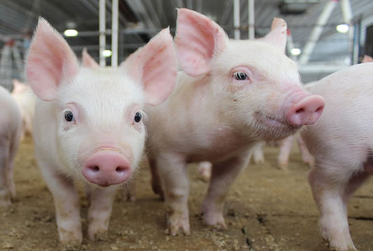 Set up a small lab for farm animal testing