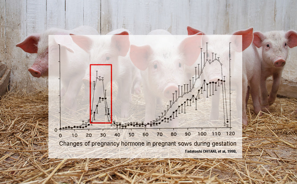 Pig Pregnancy Rapid Test Kit, Swine pregnancy test, Porcine pregnancy test kit