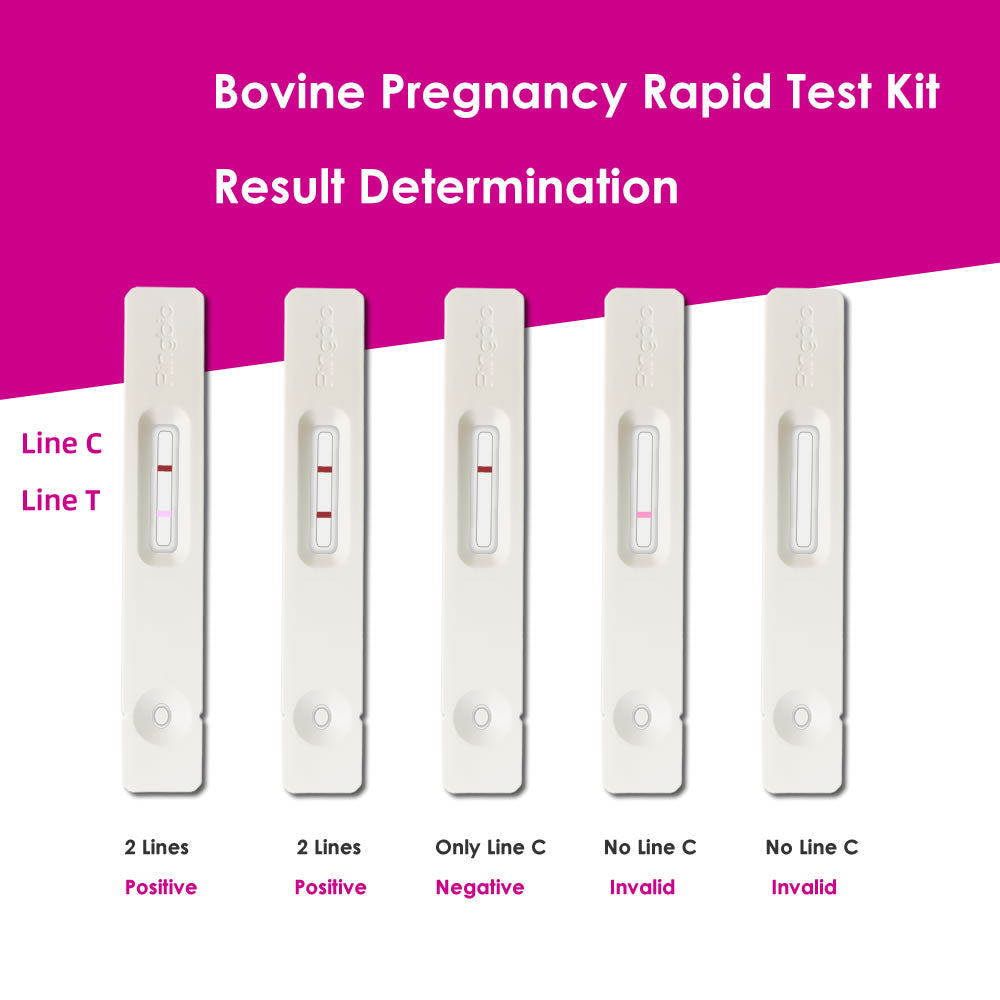 Bovine Whole Blood Pregnancy Rapid Test Kit, Cattle pregnancy test, Cow pregnancy test kit