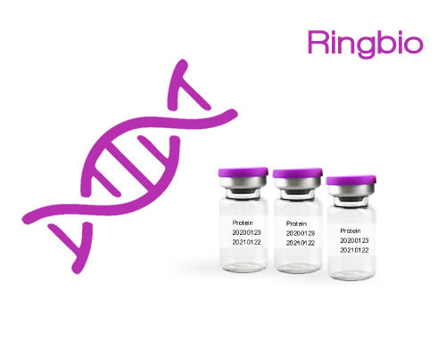 Recombinant PBP2x, penicillin binding protein, beta-lactam receptor